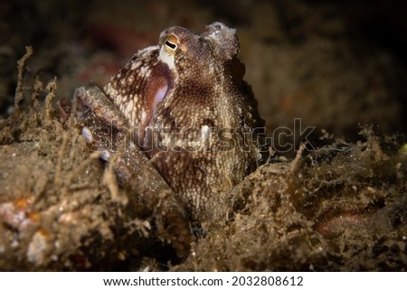 Day Octopus, Octopus cyanea,  close up face eye tentacles, Indonesia