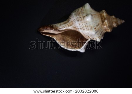 striped seashell on black background