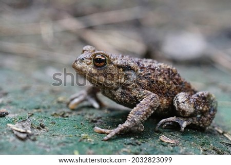 A adult  Common European Toad, Bufo bufo sitting on the ground in the garden Royalty-Free Stock Photo #2032823099