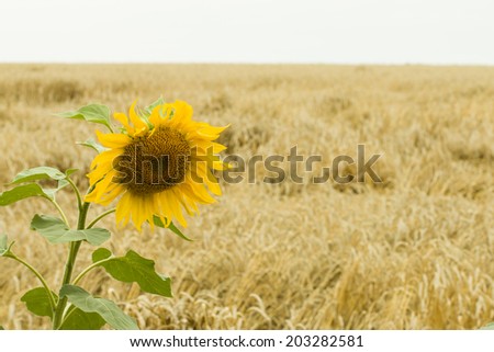 Beautiful sunflower in a day - Stock Image
