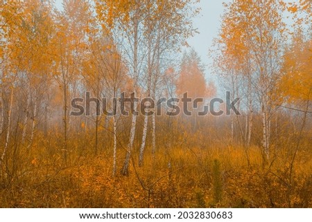 Beautiful autumn landscape. Foggy morning at the scenic golden copse with yellow birch trees. Royalty-Free Stock Photo #2032830683