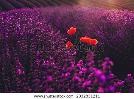 Beautiful lavender and poppy flowers in the field	