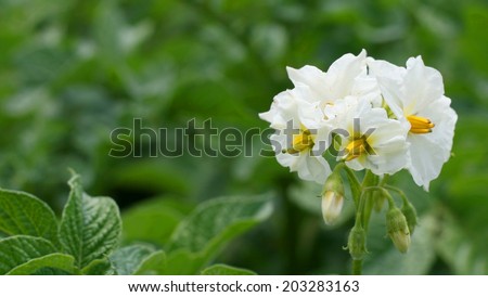 Potato flower (Solanum tuberosum)
