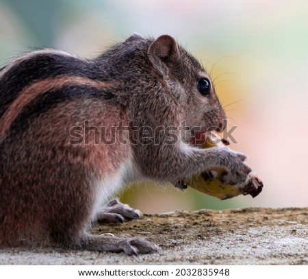 Squirrel is resting while taking the meal