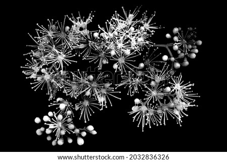 Art photography of a flower explosion in black and white.