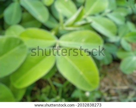 green leaf background in the garden in the morning de focus