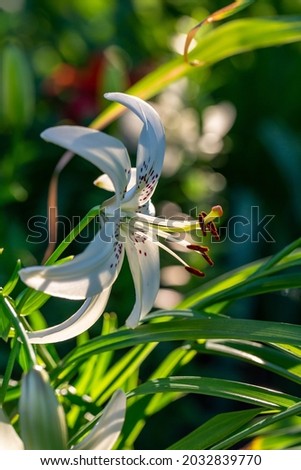 Blossom white lily in a summer sunset light macro photography. Garden lillies with white petals in summertime, close-up photo. Large flowers in sunny evening light floral background.