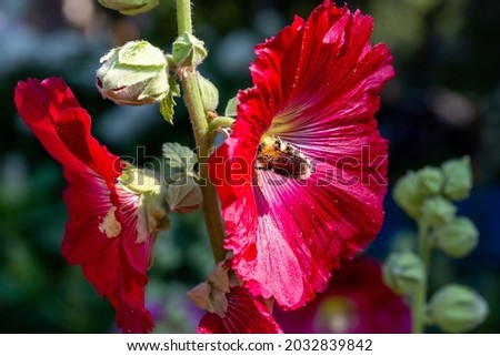 Red mallow flower on a green background on a sunny summer day macro photography. Blooming garden malva flower with dark red petals closeup photo in summer. 