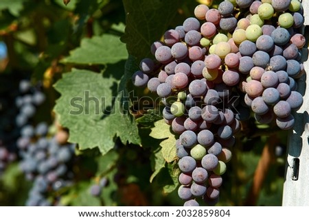 Bunch of red grapes on the vine bush at the vineyard plantation during sunset, close up view. High quality photo Royalty-Free Stock Photo #2032859804
