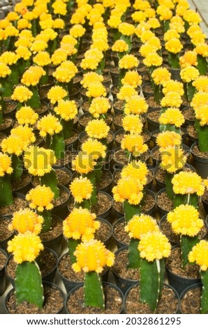 Mini grafted yellow cactus in garden