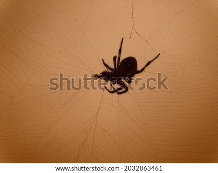 spotted orbweaver spider wrapping her prey in silk. spider caught a fly in large web Royalty-Free Stock Photo #2032863461