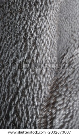 Detail of an Emperor Penguin's feathers
