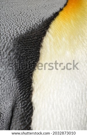Detail of an Emperor Penguin's Feathers