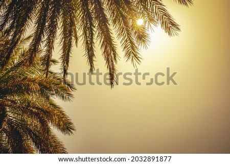 sun shines through palm leaves, Place for text 
