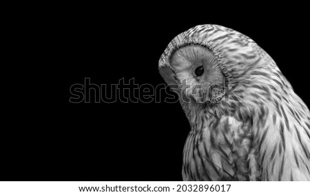 Cute Sad Ural Owl Face In The Black Background