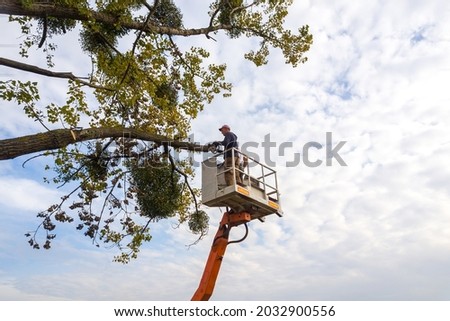 Two male service workers cutting down big tree branches with chainsaw from high chair lift platform. Royalty-Free Stock Photo #2032900556