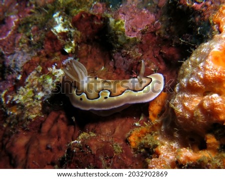 A Goniobranchus Coi nudibranch Boracay Philippines                              