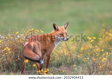 Fox between the yellow flowers with a soft green background