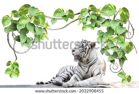 Horizontal banner with exotical with liana branches, tropical leaves and a lying white tiger. Mock up template. Copy space for text. Isolated on white background