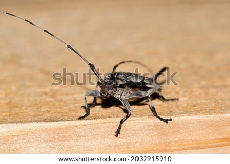 Lesser Pine Borer beetle (Acanthocinus nodosus), front view female on a wooden board. Species of Longhorn beetle that feeds from pine trees in the Southeast States of the USA. Royalty-Free Stock Photo #2032915910