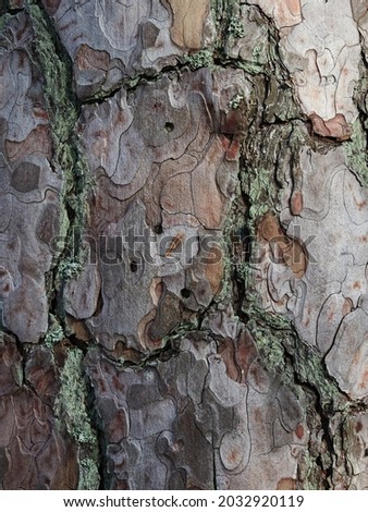 Texture of the nordic pine, bark. Natural structure of pine tree bark with moss. Background     