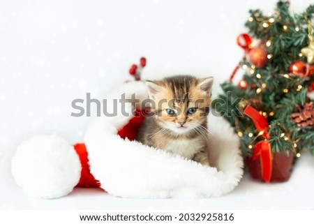 Christmas card with a cute striped kitten in a Santa Claus hat on the background of a Christmas tree. Domestic kittens for the New Year and Christmas. Selective focus