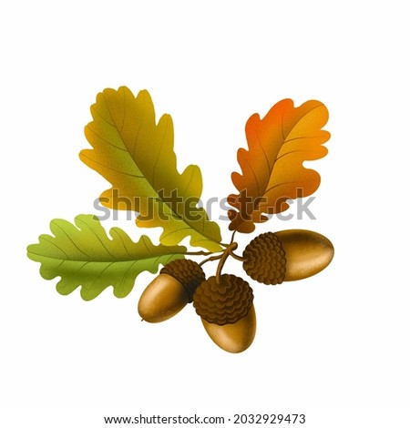 Oak leaves and acorns on a white background.
