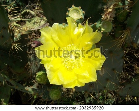 nature beautiful  eastern prickly pear cactus flower