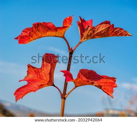 A branch of a tree in autumn with red leaves