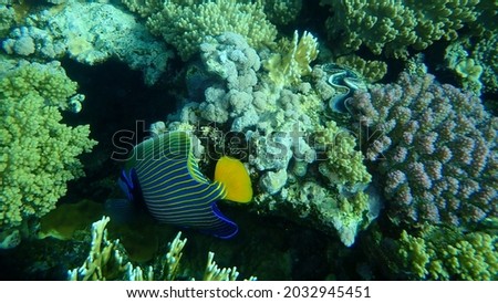 Emperor angelfish (Pomacanthus imperator) undersea, Red Sea, Egypt, Sharm El Sheikh, Nabq Bay