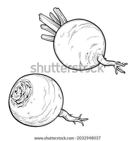 Hand drawn Turnip. Two vector turnips. Black and white. Vector illustration isolated on a white background. Royalty-Free Stock Photo #2032948037