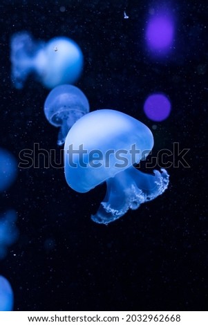big jellyfish in the aquarium 