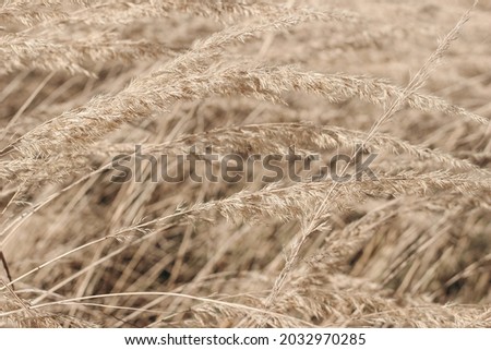 Decorative floral texture. Field of golden dry festuca grass. Autumn landscape in sunlight. Closeup of fading wild meadow plants. Selective focus, blurred background. Seasonal nature concept. 
