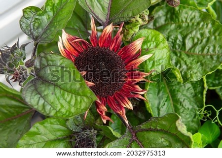 Colorful red and yellow sunflower.