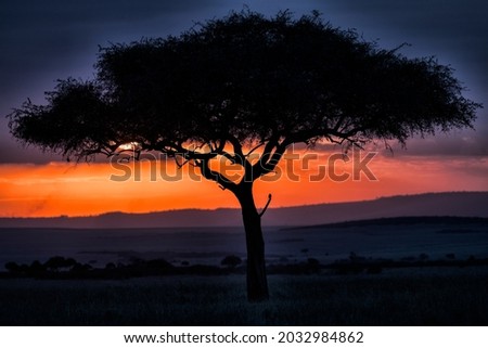 Sunset in the Massai Mara Reserve. Taken in Kenya