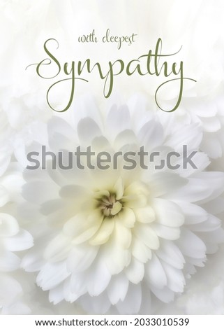 White floral sympathy greeting card. White chrysanthemum with condolence message. Vertical orientation. Elegant sympathy background. Royalty-Free Stock Photo #2033010539