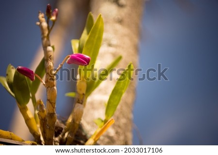 Lilac orchid bud. Blurred background, with selective focus and emphasis on orchid buds.