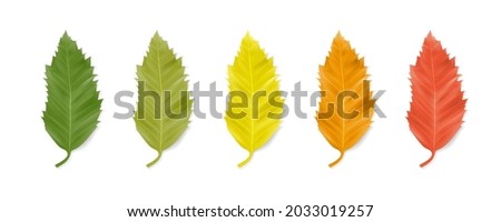 Leaf of hackberry (Celtis australis). Row of leaves of green, light green, yellow, orange and red isolated on white. Autumn season. Colorful symbol of autumn leaf fall. Plant object. Realistic vector Royalty-Free Stock Photo #2033019257