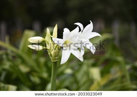 Pretty white lily flower in Sydney