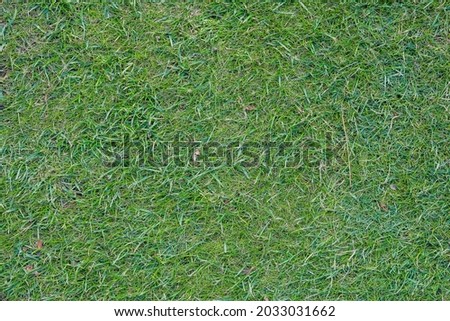 Green grass field, green lawn. Green grass for the golf course, soccer, football, sport. Green turf grass texture and background. High quality photo