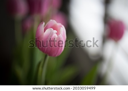Pink tulip flowers at home