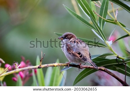 A male house sparrow. Passer domesticus.