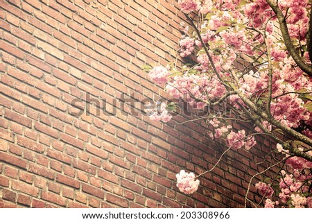 Pink blossoming tree (Prunus Triloba) against old red brick wall. Aged photo. Sepia. Sun light glow.