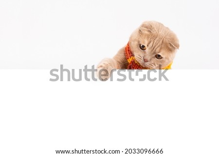 Autumn Sale creative banner concept. Funny cat wearing knitted scarf and pointing with his paw to free copy space isolated on white background. Cute cat banner, creative advertisement, final sale