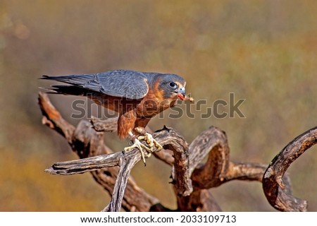 Australian hobby falcon. Endemic to Australia the hobby, also known as the little falcon, is a widespread bird of prey, pictured here in Northern Territory.