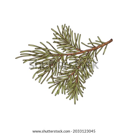 Lush green spruce branch with needles in realistic retro style vector illustration isolated on white background. Christmas or new year tree branch for decoration.