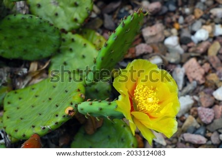 A flowering yellow flower on a green cactus