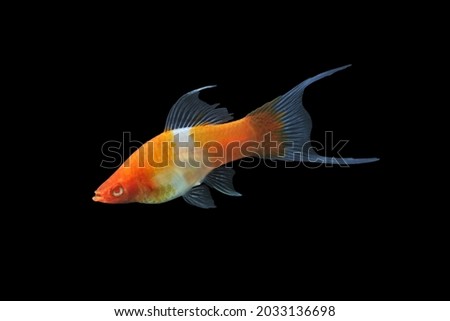 Red and white long fin swordtail on isolated black background. Swordtail (Xiphophorus hellerii) is one of the most popular freshwater aquarium fish species. it is a livebearer fish. Royalty-Free Stock Photo #2033136698