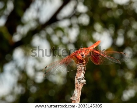 Red and yellow dragonfly. Trithemis kirbyi