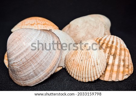 Photo of some shells in a lightbox